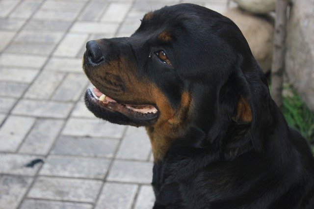 Unduh gratis Anjing Rottweiler Animals - foto atau gambar gratis untuk diedit dengan editor gambar online GIMP