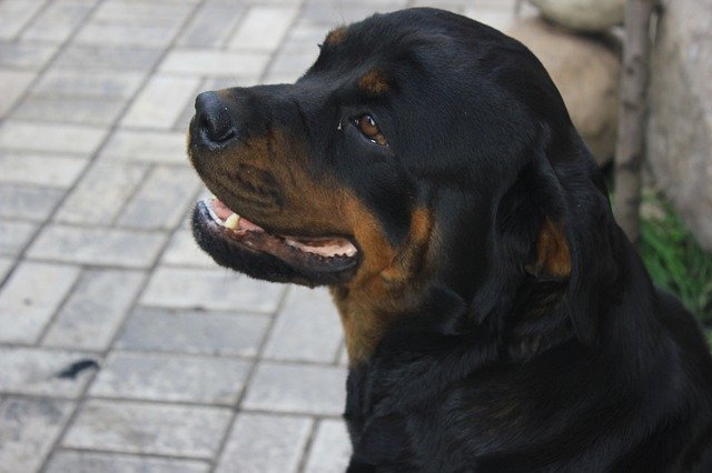 Free download Dog Rottweiler Animals -  free free photo or picture to be edited with GIMP online image editor