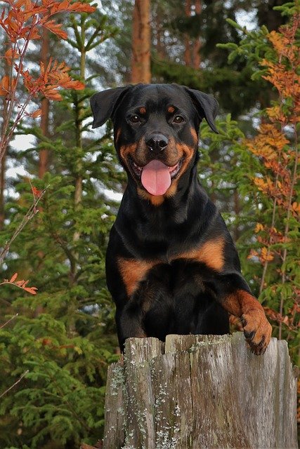 Unduh gratis Dog Rottweiler Forest - foto atau gambar gratis untuk diedit dengan editor gambar online GIMP