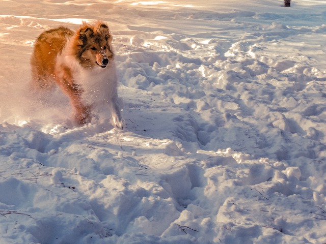 Free download dog rough collie snow field free picture to be edited with GIMP free online image editor