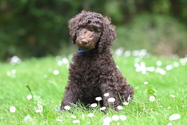 Free download dog royal poodle aurelio poodle free picture to be edited with GIMP free online image editor