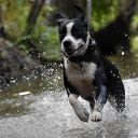 Dog running in the water  screen for extension Chrome web store in OffiDocs Chromium