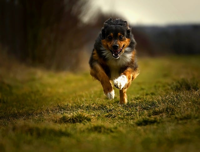 Free download dog running mammal domestic animal free picture to be edited with GIMP free online image editor