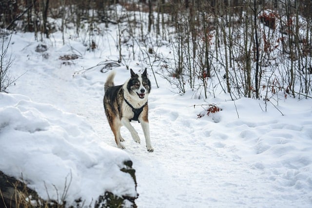 הורדה חינם של כלב רץ בשלג חורף האסקי תמונה בחינם לעריכה עם עורך תמונות מקוון בחינם של GIMP