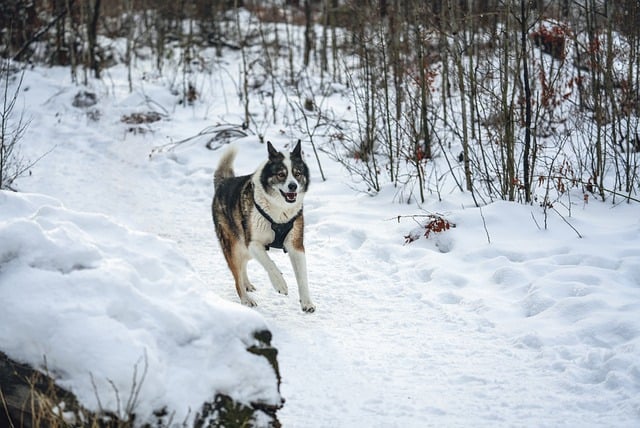 Free download dog running snow winter husky free picture to be edited with GIMP free online image editor