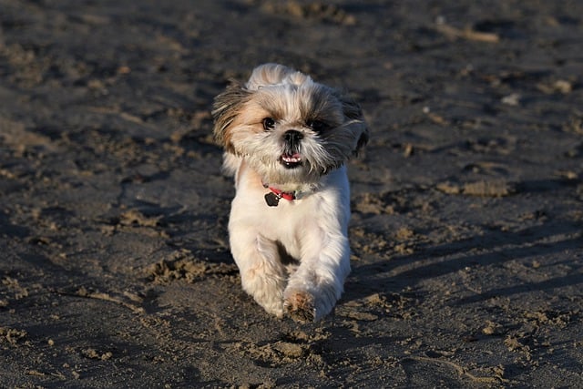 Free download dog run play sand pet beach free picture to be edited with GIMP free online image editor