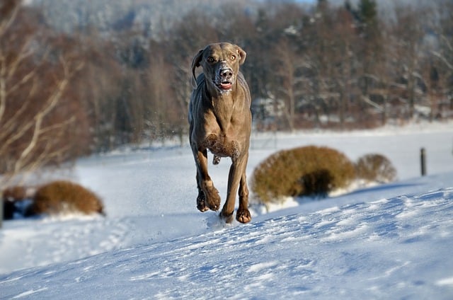 Free download dog run snow weimaraner winter free picture to be edited with GIMP free online image editor