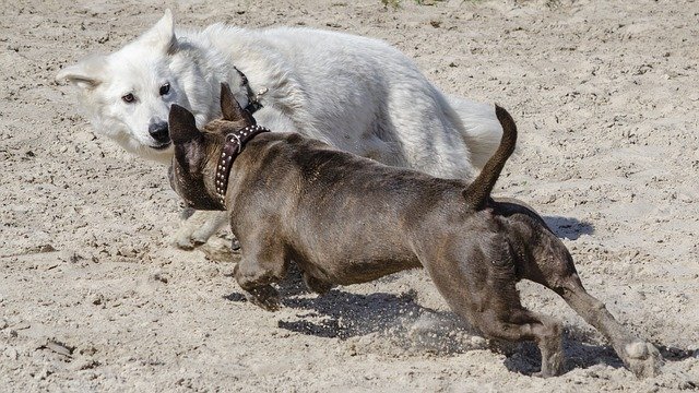 犬のアクションプレイを無料でダウンロード-GIMPオンラインイメージエディターで編集できる無料の写真または画像