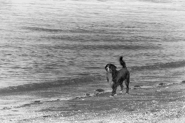 Template Photo Dog Saint-Bernard Beach -  for OffiDocs