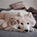Dogs and cats lying on the sofa Wallpaper  screen for extension Chrome web store in OffiDocs Chromium
