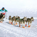 Dogs and sleds  screen for extension Chrome web store in OffiDocs Chromium