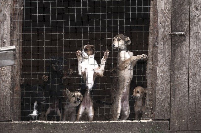 무료 다운로드 Dogs Aviary Shelter - 무료 사진 또는 GIMP 온라인 이미지 편집기로 편집할 수 있는 사진