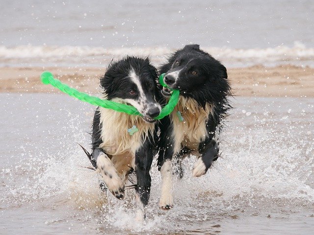 Безкоштовно завантажте Dogs Border Collie Wet - безкоштовне фото або зображення для редагування в онлайн-редакторі зображень GIMP