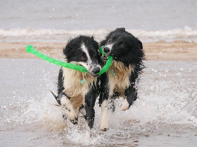 無料ダウンロードDogsBorderCollieWet-GIMPオンライン画像エディタで編集できる無料の写真または画像