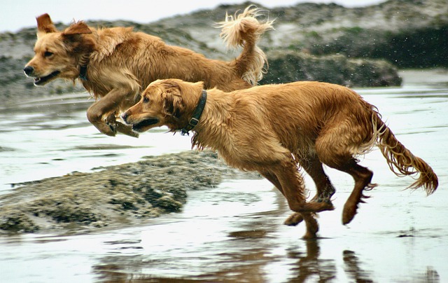 Free download dogs canine beach sand free picture to be edited with GIMP free online image editor