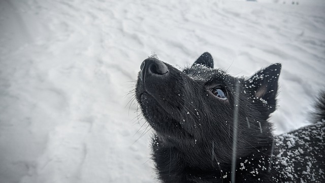 Free download dog schipperke snow winter free picture to be edited with GIMP free online image editor