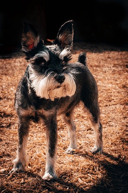 Free download dog schnauzer puppy snout nose free picture to be edited with GIMP free online image editor