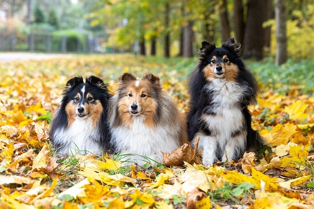 Free download dogs collie canine fluffy fur free picture to be edited with GIMP free online image editor