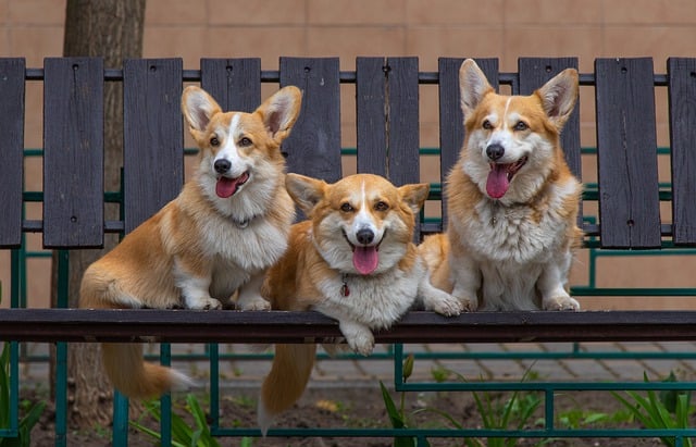 Free download dogs corgi family big ears fluffy free picture to be edited with GIMP free online image editor