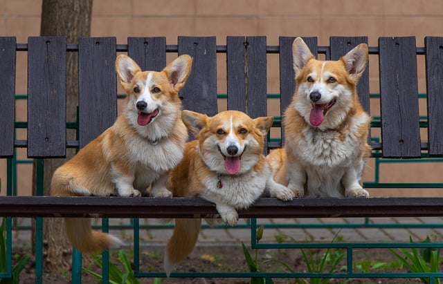 Free download dogs corgi friends big ears fluffy free picture to be edited with GIMP free online image editor
