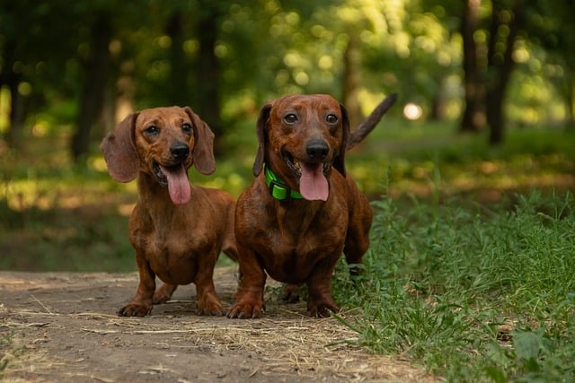Free download dogs dachshund animal nature free picture to be edited with GIMP free online image editor