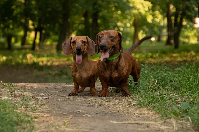 Free download dogs dachshund animal nature puppy free picture to be edited with GIMP free online image editor