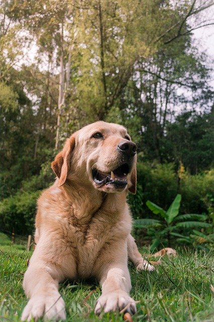 Безкоштовне завантаження Dogs Dog Alegre Animals - безкоштовне фото чи зображення для редагування за допомогою онлайн-редактора зображень GIMP