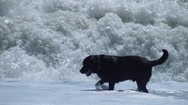 Free download Dog Sea Wave -  free photo or picture to be edited with GIMP online image editor