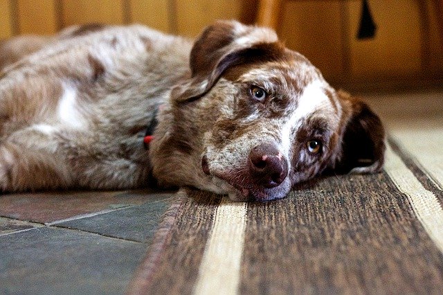 Muat turun percuma Dog Serenity Sleep - foto atau gambar percuma untuk diedit dengan editor imej dalam talian GIMP