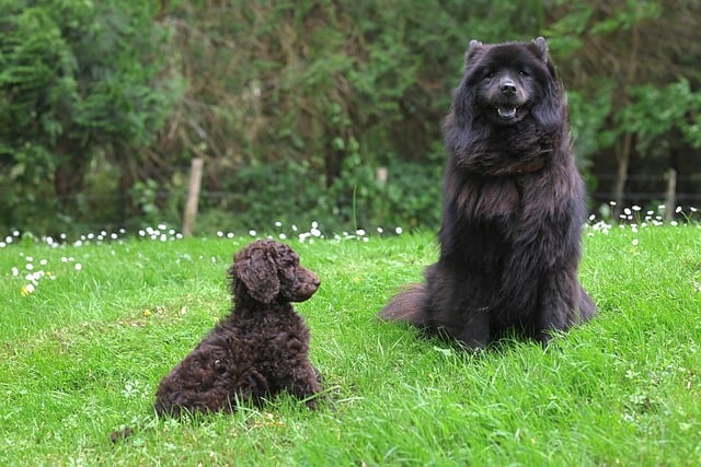 Free download dogs eurasier plou free picture to be edited with GIMP free online image editor