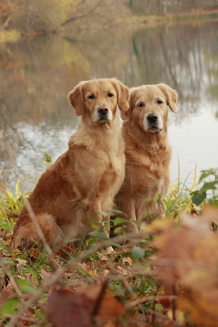 Free download dogs golden retriever canine free picture to be edited with GIMP free online image editor
