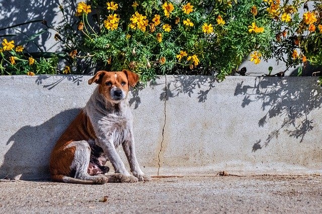 Free download Dog Shadow Old -  free photo or picture to be edited with GIMP online image editor