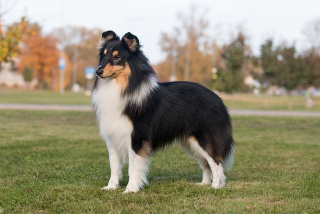Free download dog sheltie shetland standing free picture to be edited with GIMP free online image editor