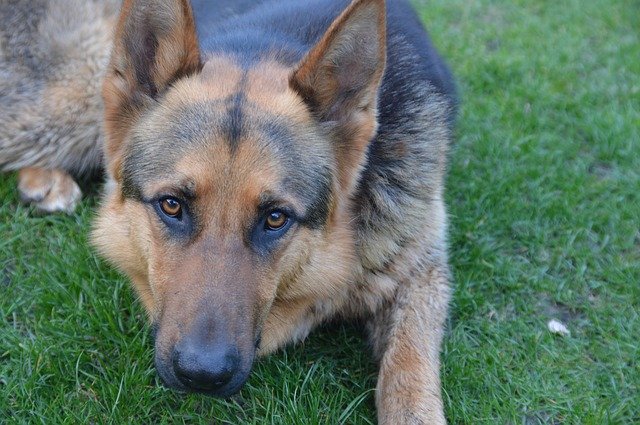 Free download Dog Shepherd Animal -  free photo or picture to be edited with GIMP online image editor