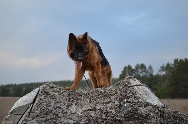 Free download Dog Shepherd Animals -  free photo or picture to be edited with GIMP online image editor