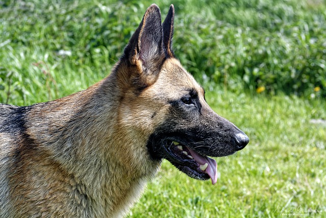 Free download dog shepherd canine breed animal free picture to be edited with GIMP free online image editor