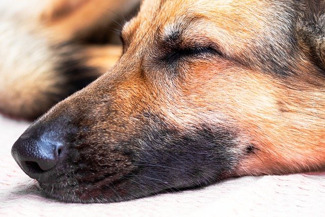 Free download dog shepherd dog nose asleep snout free picture to be edited with GIMP free online image editor