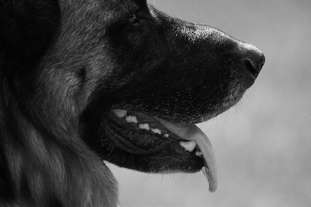 Free download Dog Shepherd Pet -  free photo or picture to be edited with GIMP online image editor
