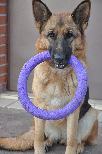 Free download Dog Shepherd Wheel -  free photo or picture to be edited with GIMP online image editor