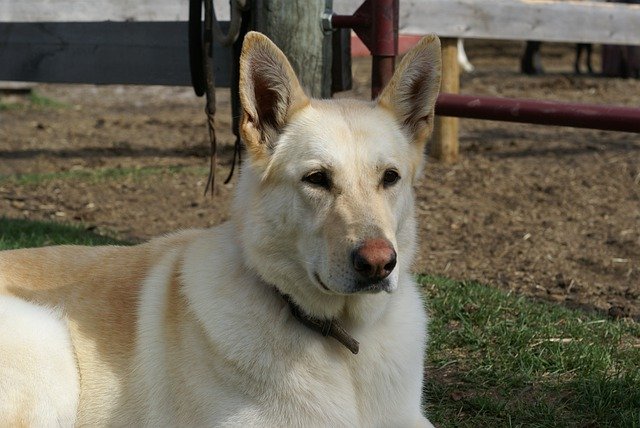 犬シェパード ペットを無料ダウンロード - GIMP オンライン画像エディターで編集できる無料の写真または画像