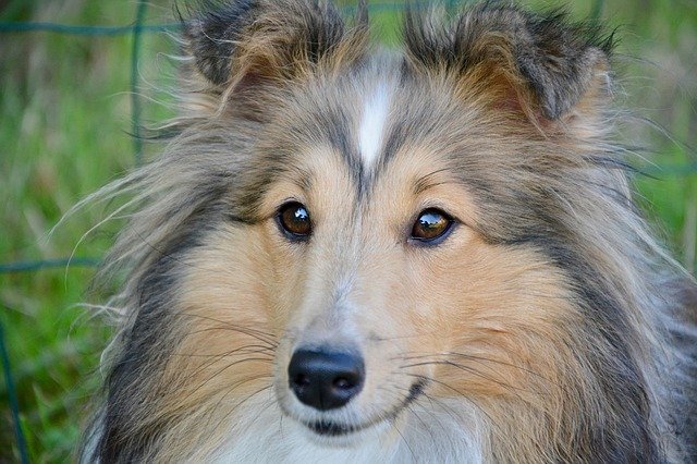 Free download Dog Shetland Sheepdog Animal free photo template to be edited with GIMP online image editor