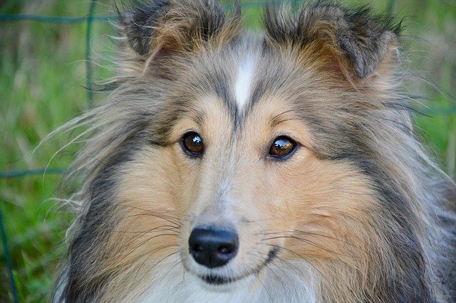 Unduh gratis templat foto Anjing Shetland Sheepdog Animal gratis untuk diedit dengan editor gambar online GIMP