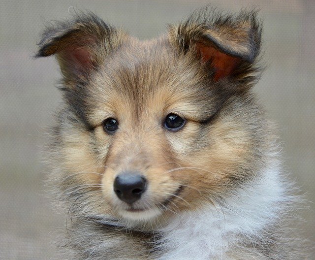 הורדה חינם כלב שטלנד כלב רועים גור תבנית תמונה בחינם לעריכה עם עורך התמונות המקוון GIMP