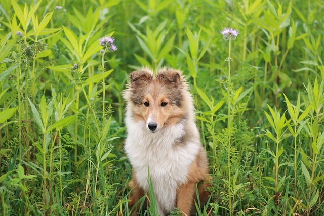 Free download dog shetland sheepdog sable free picture to be edited with GIMP free online image editor