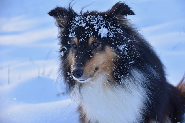 Free download dog shetland sheepdog snow canine free picture to be edited with GIMP free online image editor