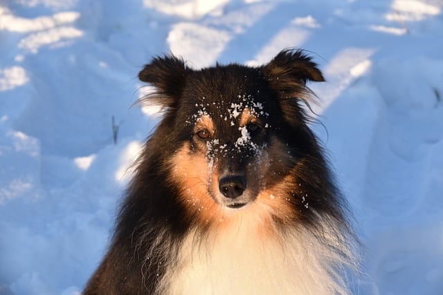 Descărcați gratuit câinele Shetland ciobanesc poza de iarnă cu animale gratuite pentru a fi editată cu editorul de imagini online gratuit GIMP