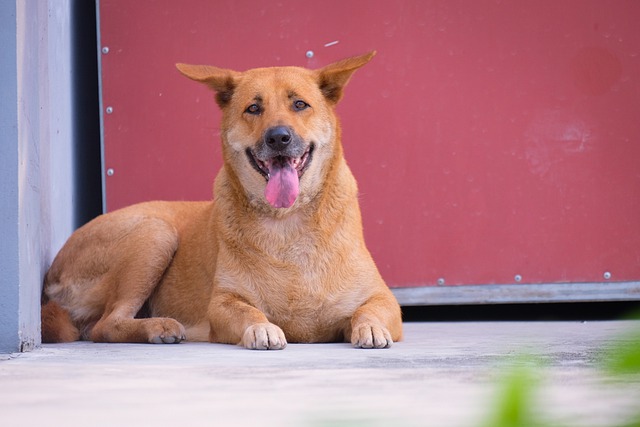 Free download dog shiba inu mammal pet tongue free picture to be edited with GIMP free online image editor