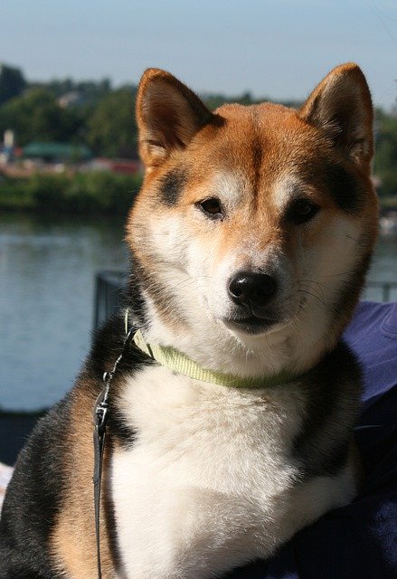 Free picture Dog Shiba Inu Pet -  to be edited by GIMP free image editor by OffiDocs