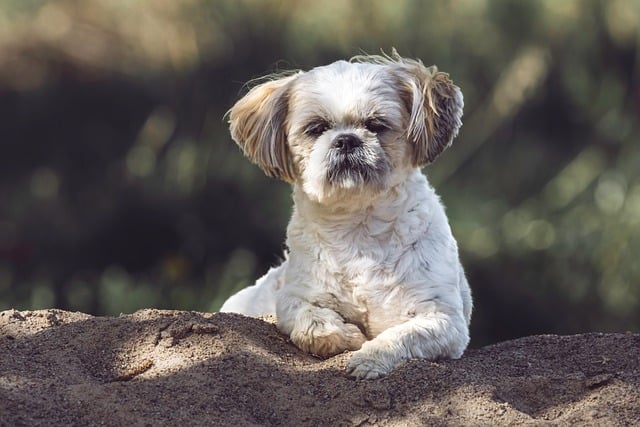 Free download dog shih tzu puppy animal nature free picture to be edited with GIMP free online image editor