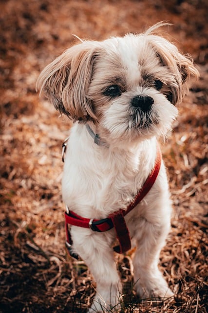 Free download dog shih tzu puppy cute animal free picture to be edited with GIMP free online image editor